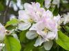 More Apple Blossoms